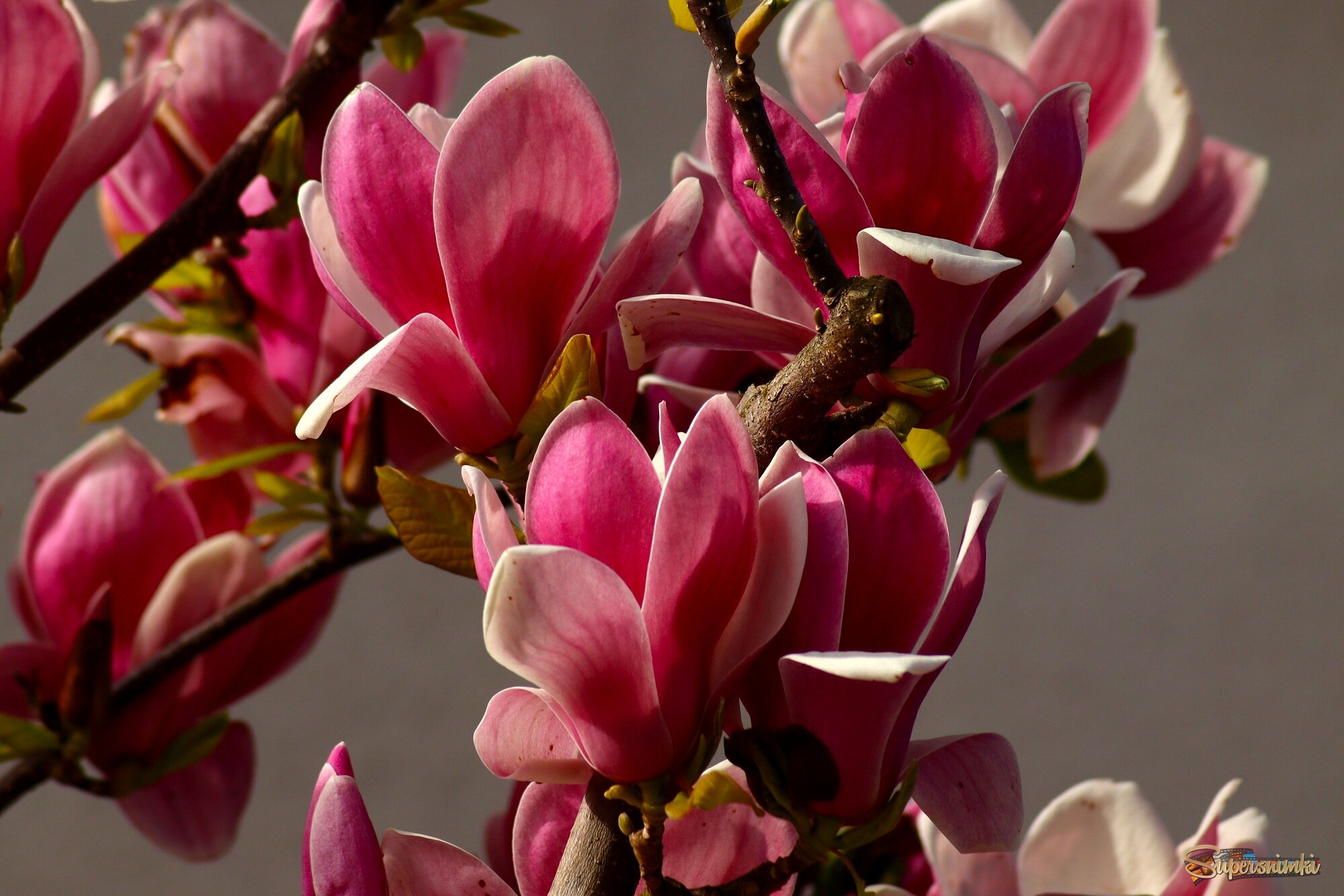 Магнолия цветёт