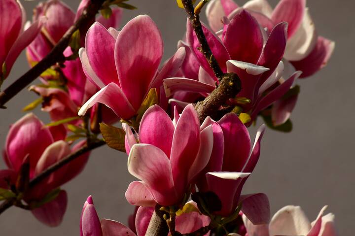 Магнолия цветёт