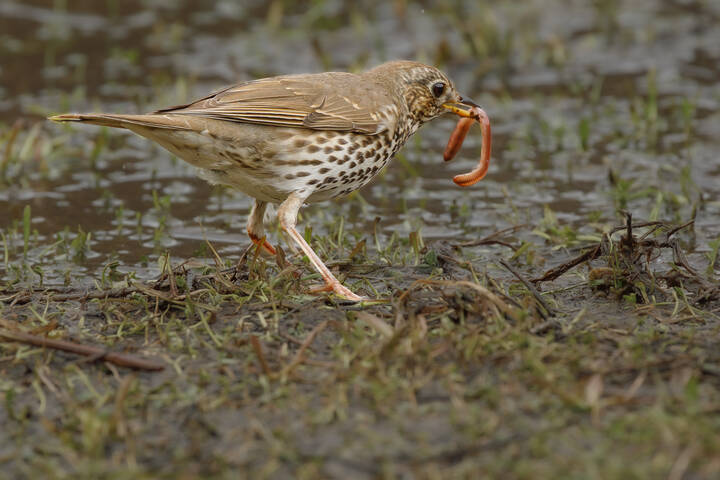 Чистый червяк вкуснее