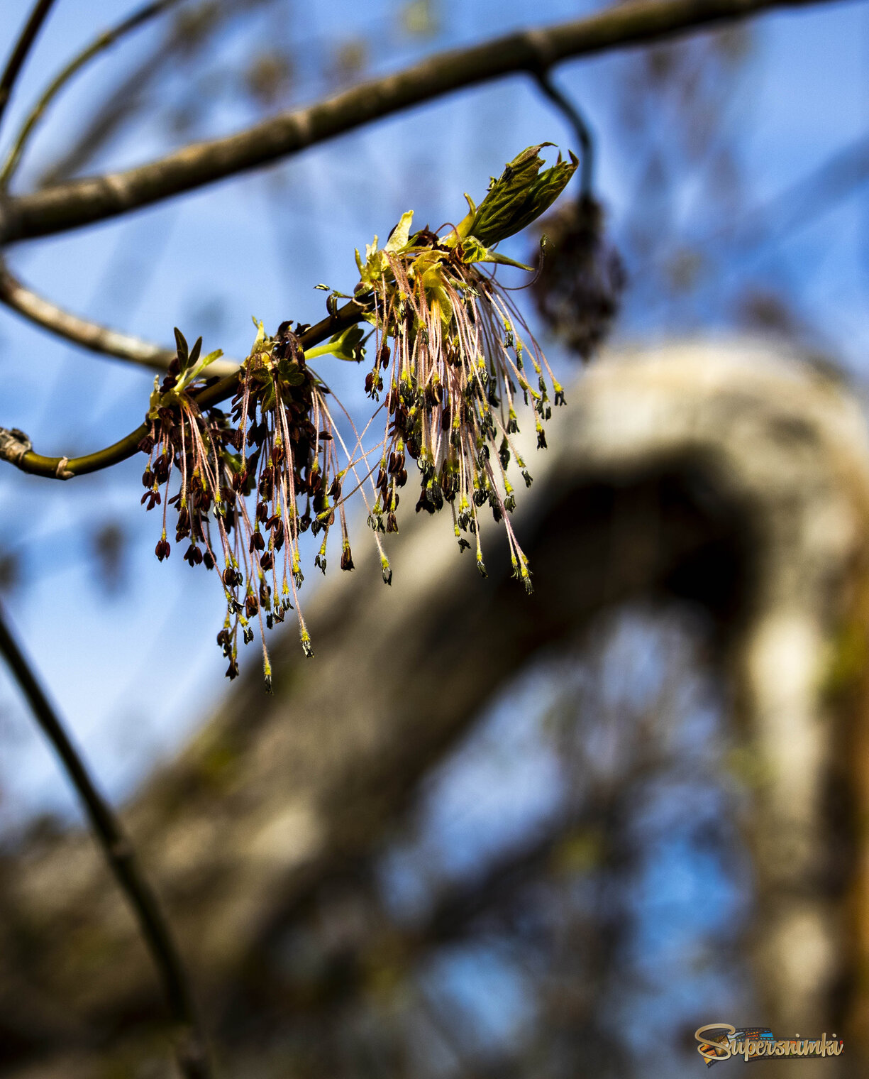 Просто весна.