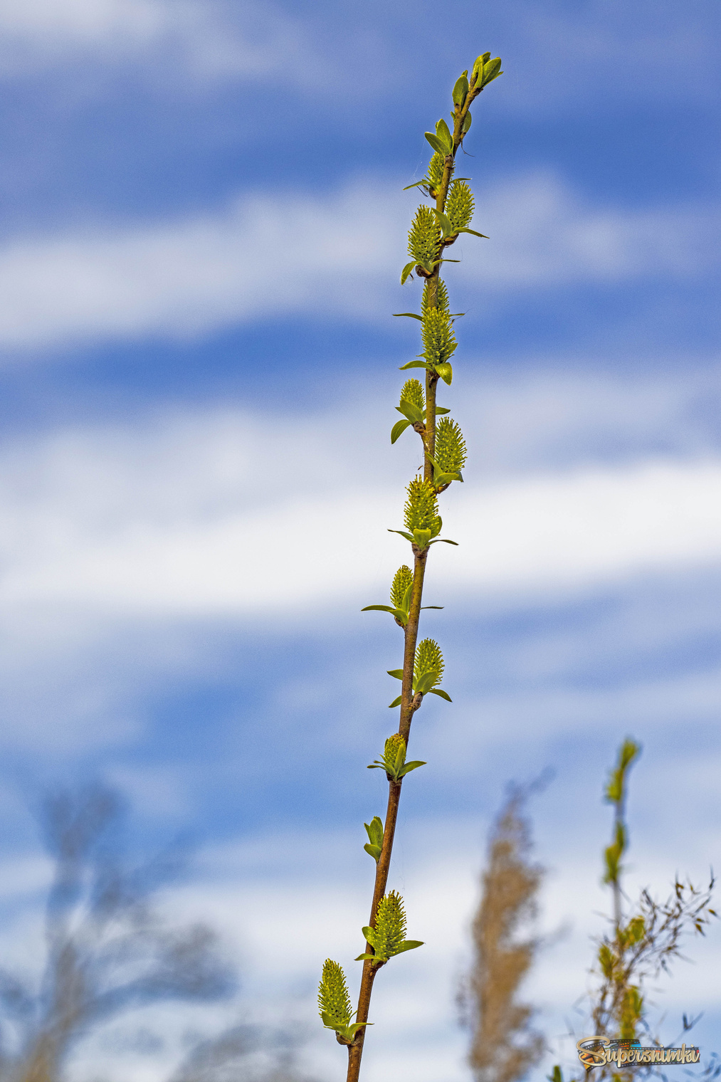 Просто весна 2