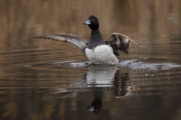 Замечательный парень