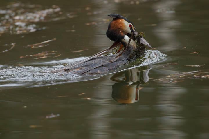 Стройматериал для гнезда