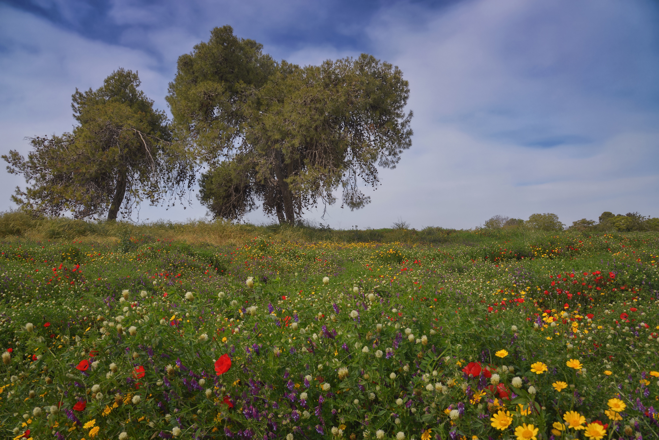 Маки цветут