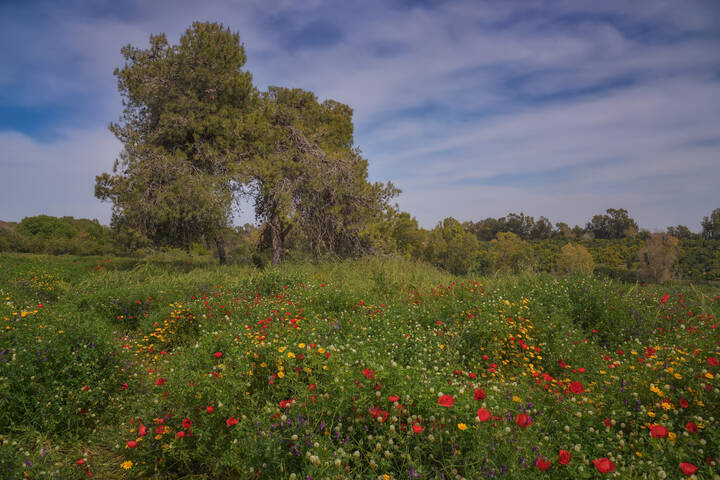 Маки цветут