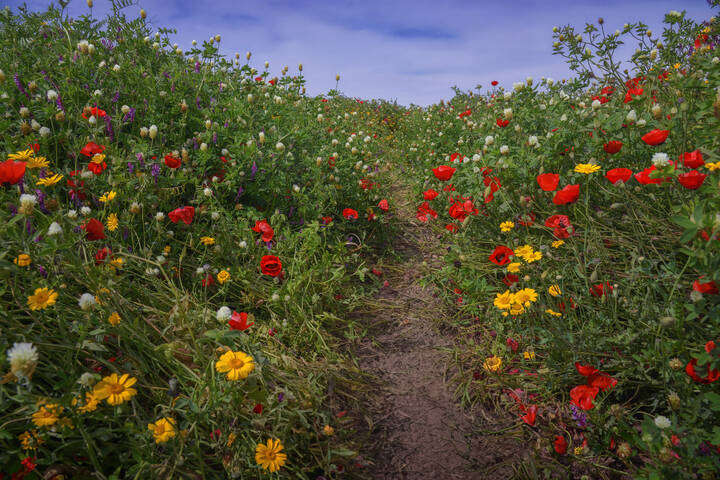 Маки цветут