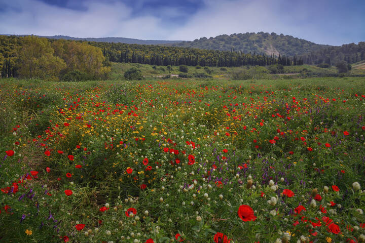 Маки цветут