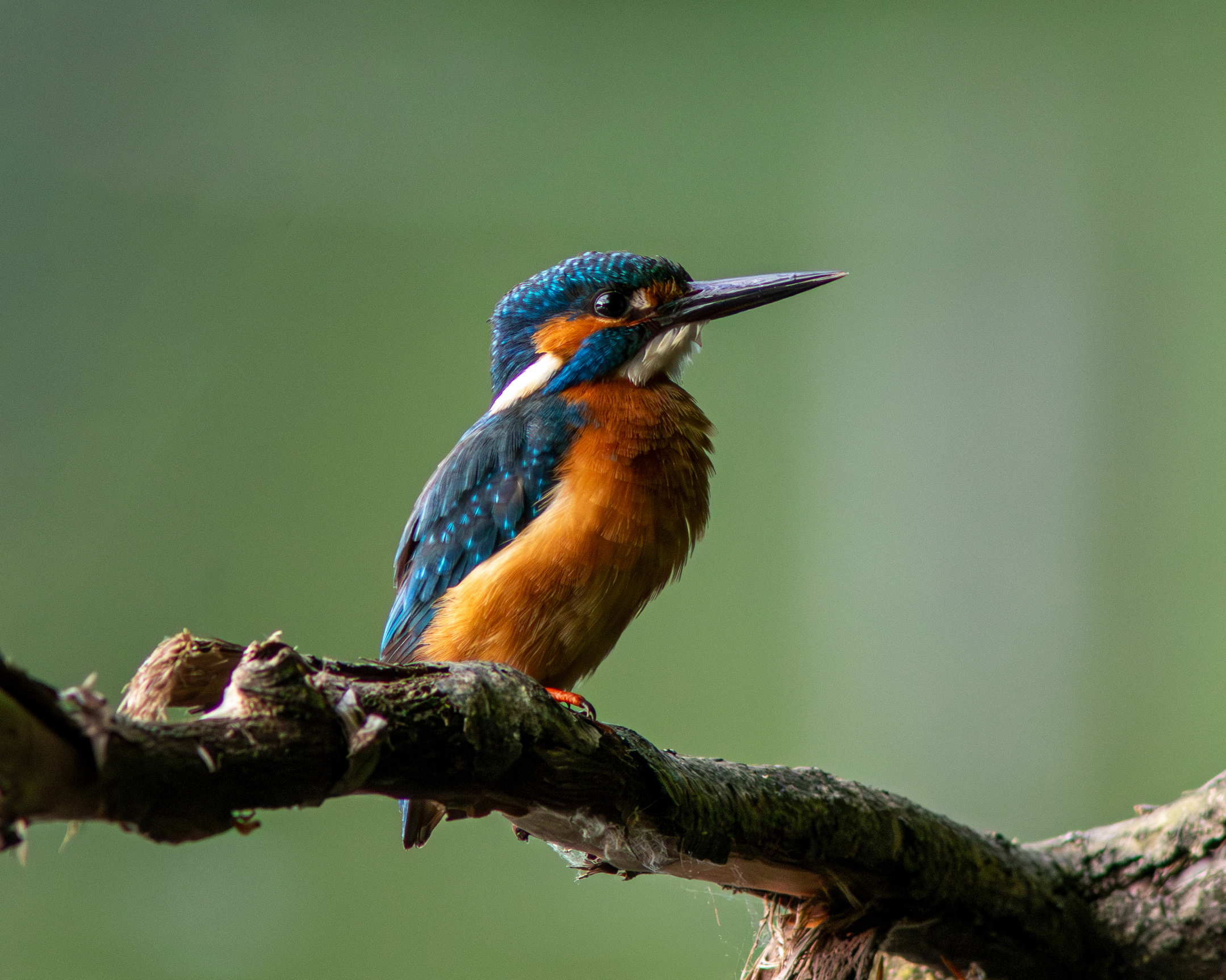 Доволен собой