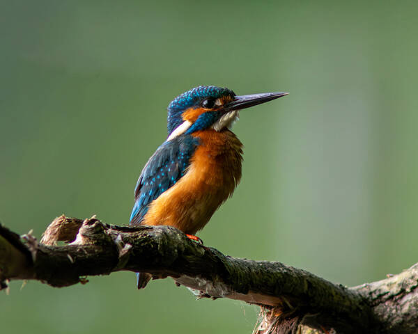 Доволен собой