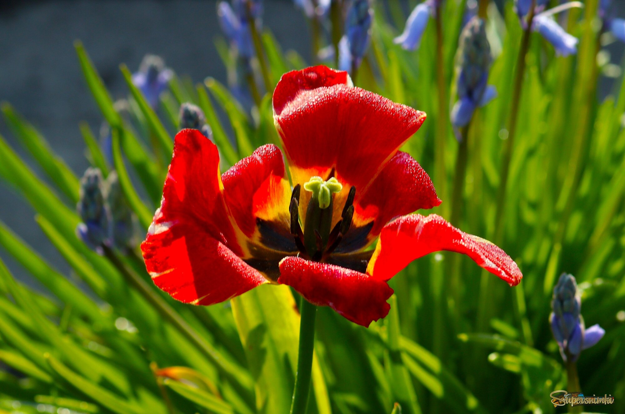 	 Последний танец утреннего тюльпана