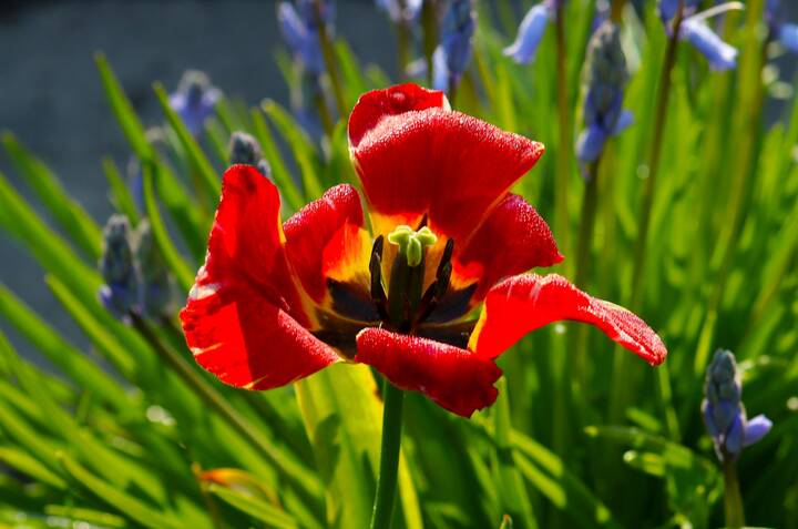 	 Последний танец утреннего тюльпана