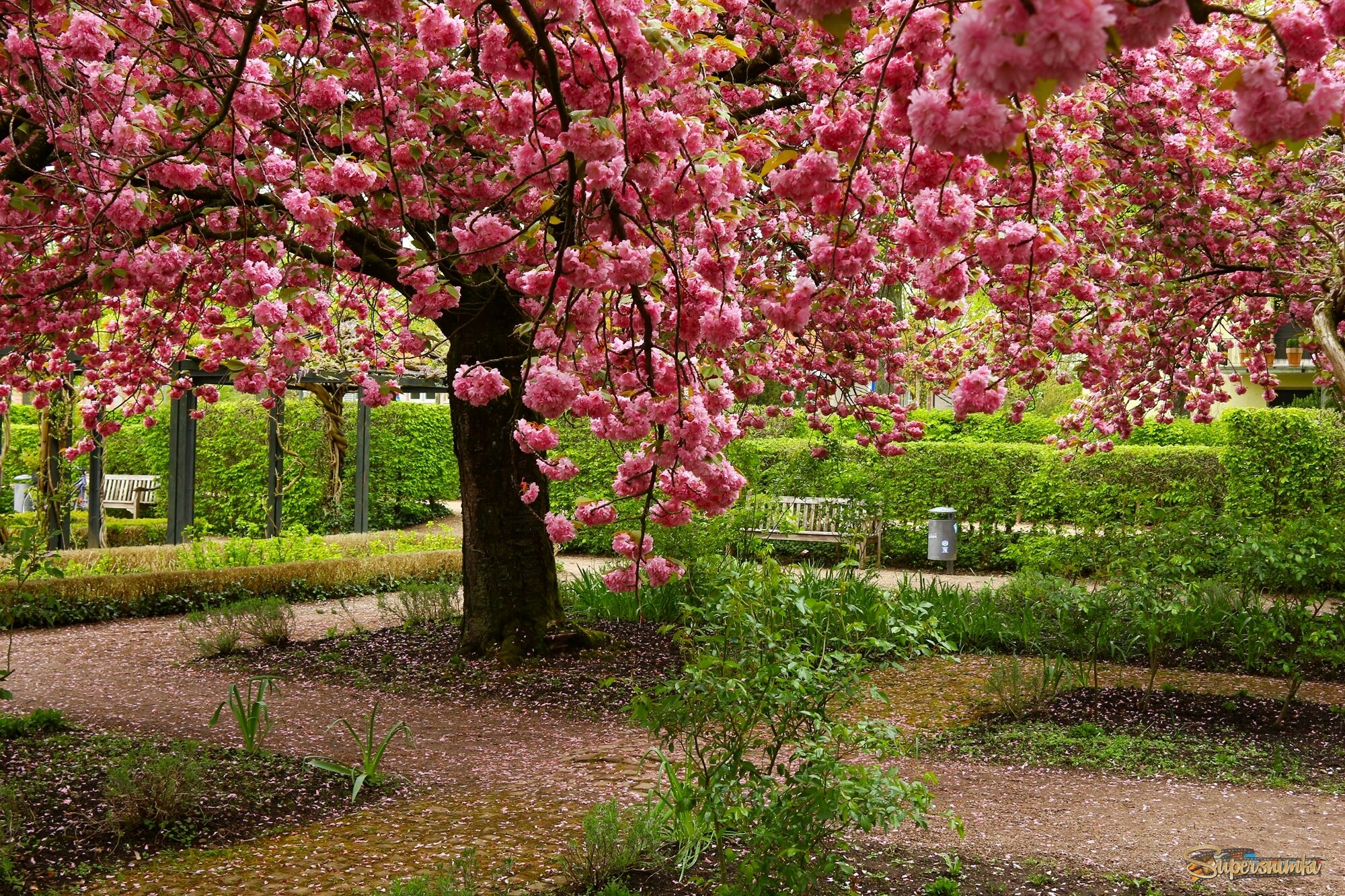 В парке сакуры