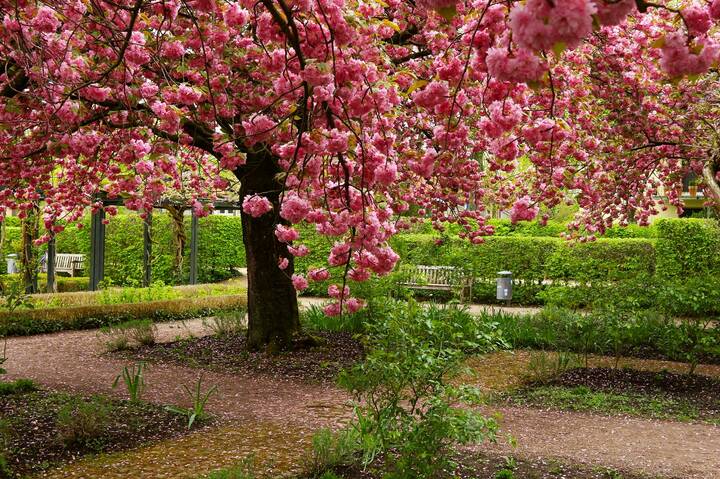 В парке сакуры