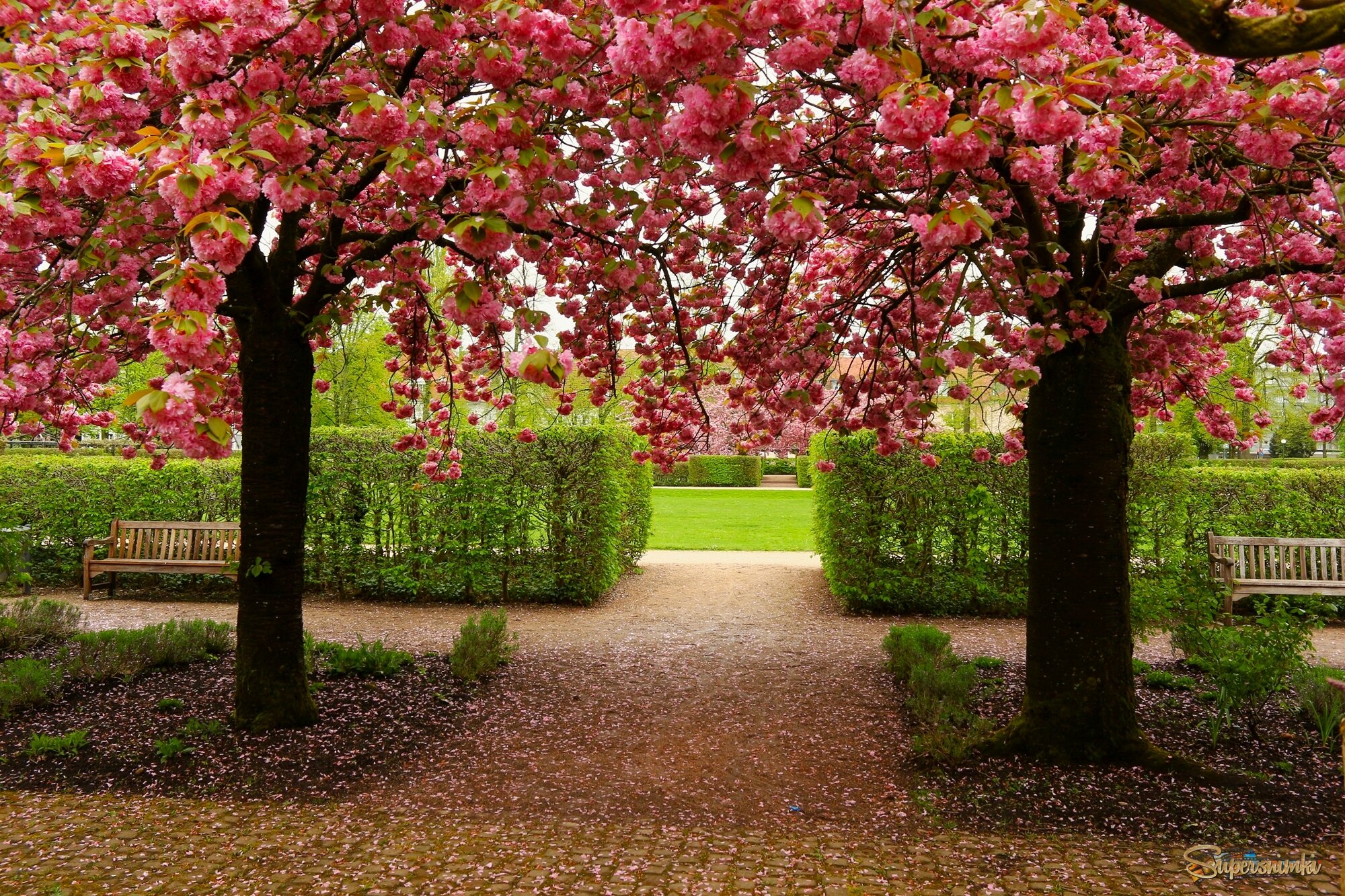 Когда цветёт сакура