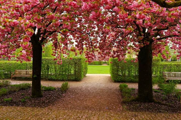 Когда цветёт сакура