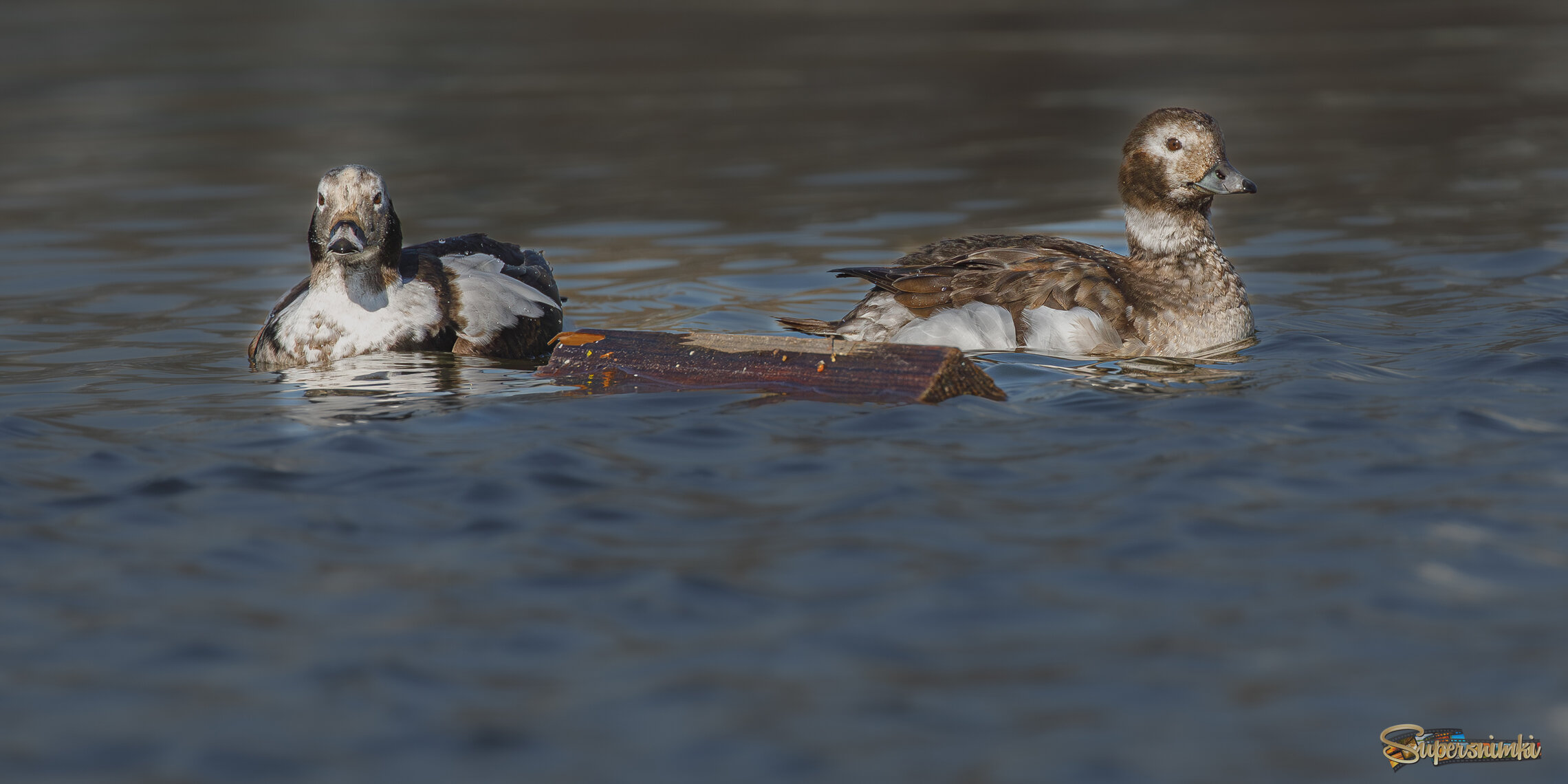 Этюд с брёвнышком