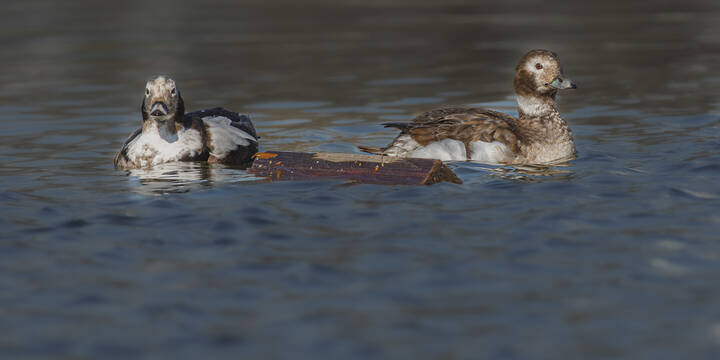 Этюд с брёвнышком
