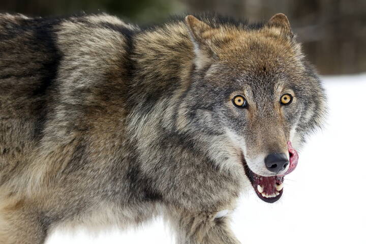 Ну и чего уставился??