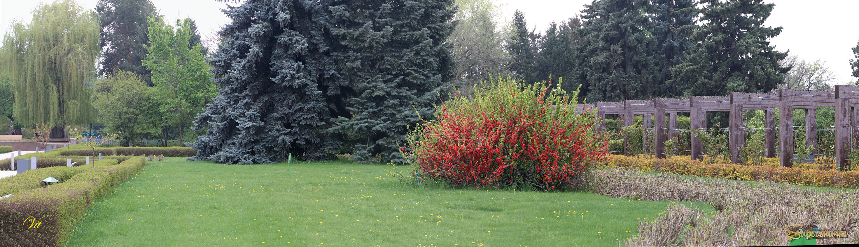 Хеномелес в Ботаническом саду