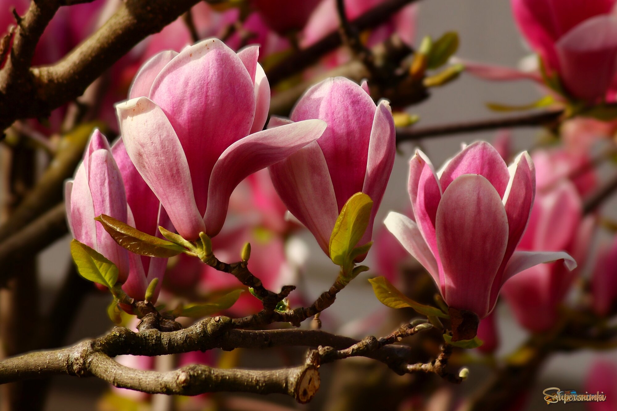 Магнолия символ женственности и красоты