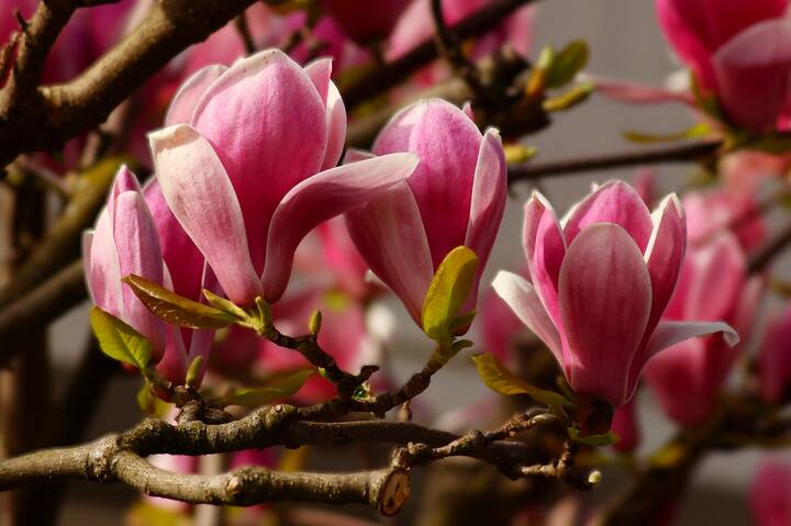 Магнолия символ женственности и красоты