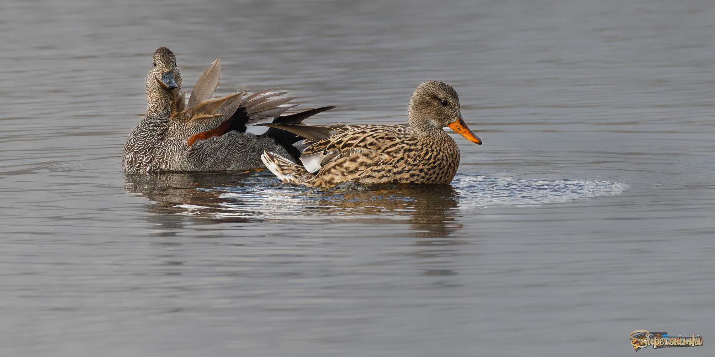 Красивая пара
