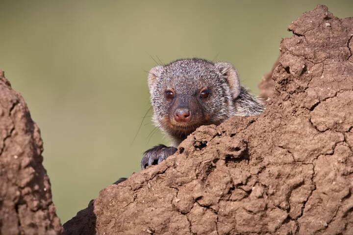 Любопытство - не порок!