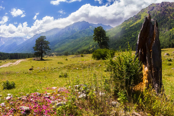 У сломанной сосны