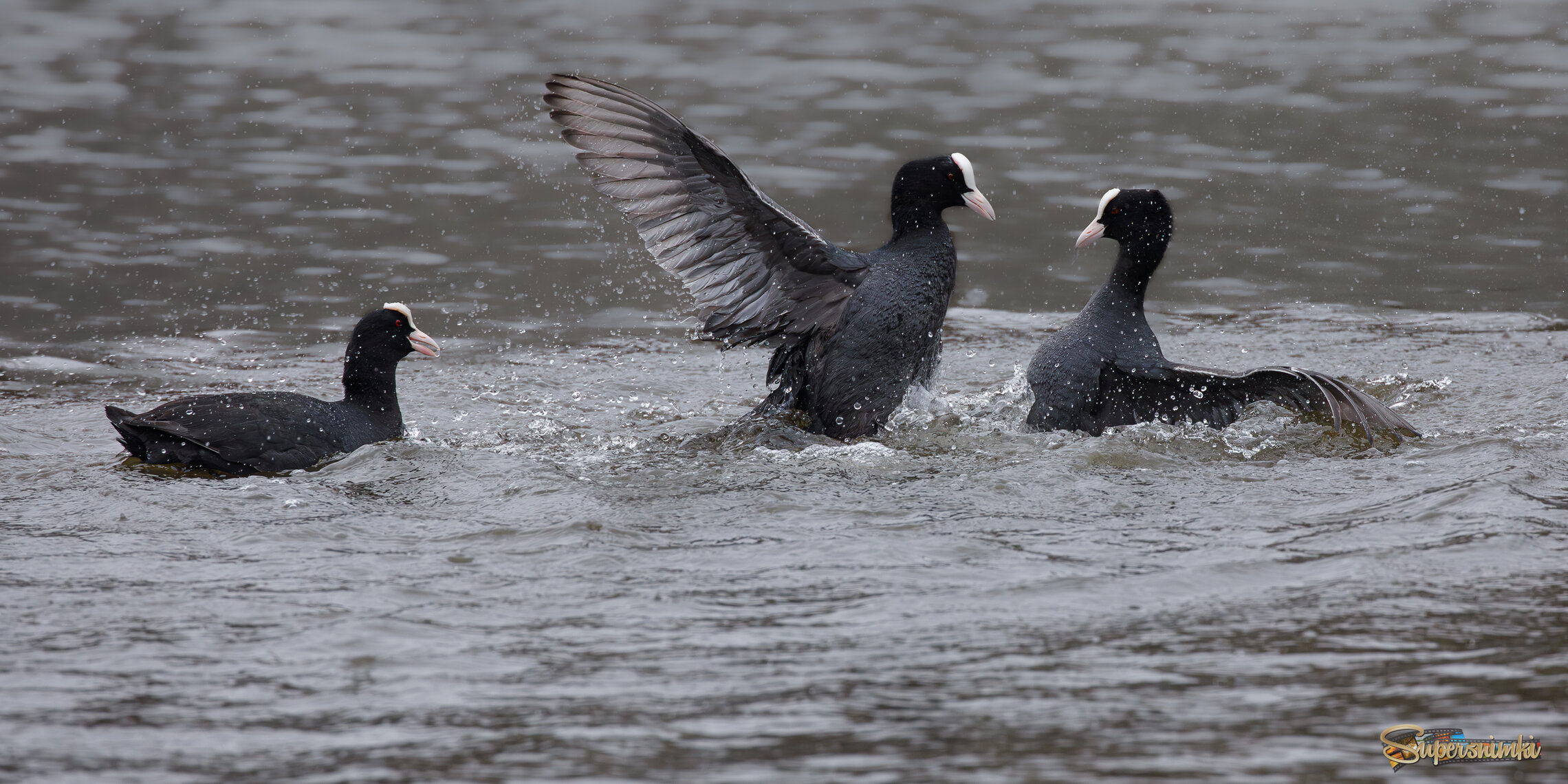 Каков храбрец!