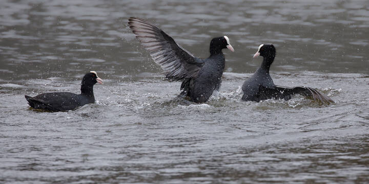 Каков храбрец!