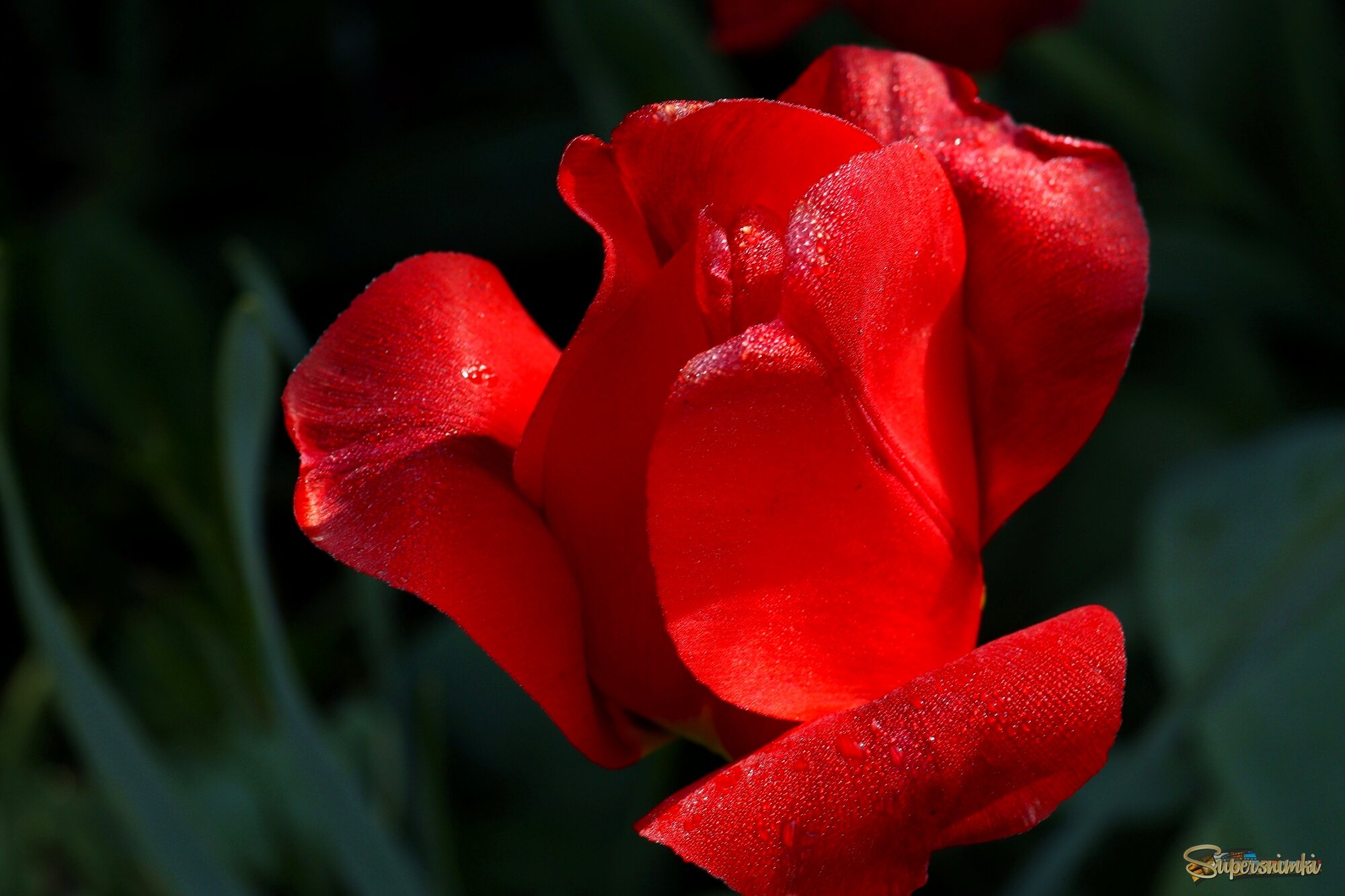 Утренний тюльпан