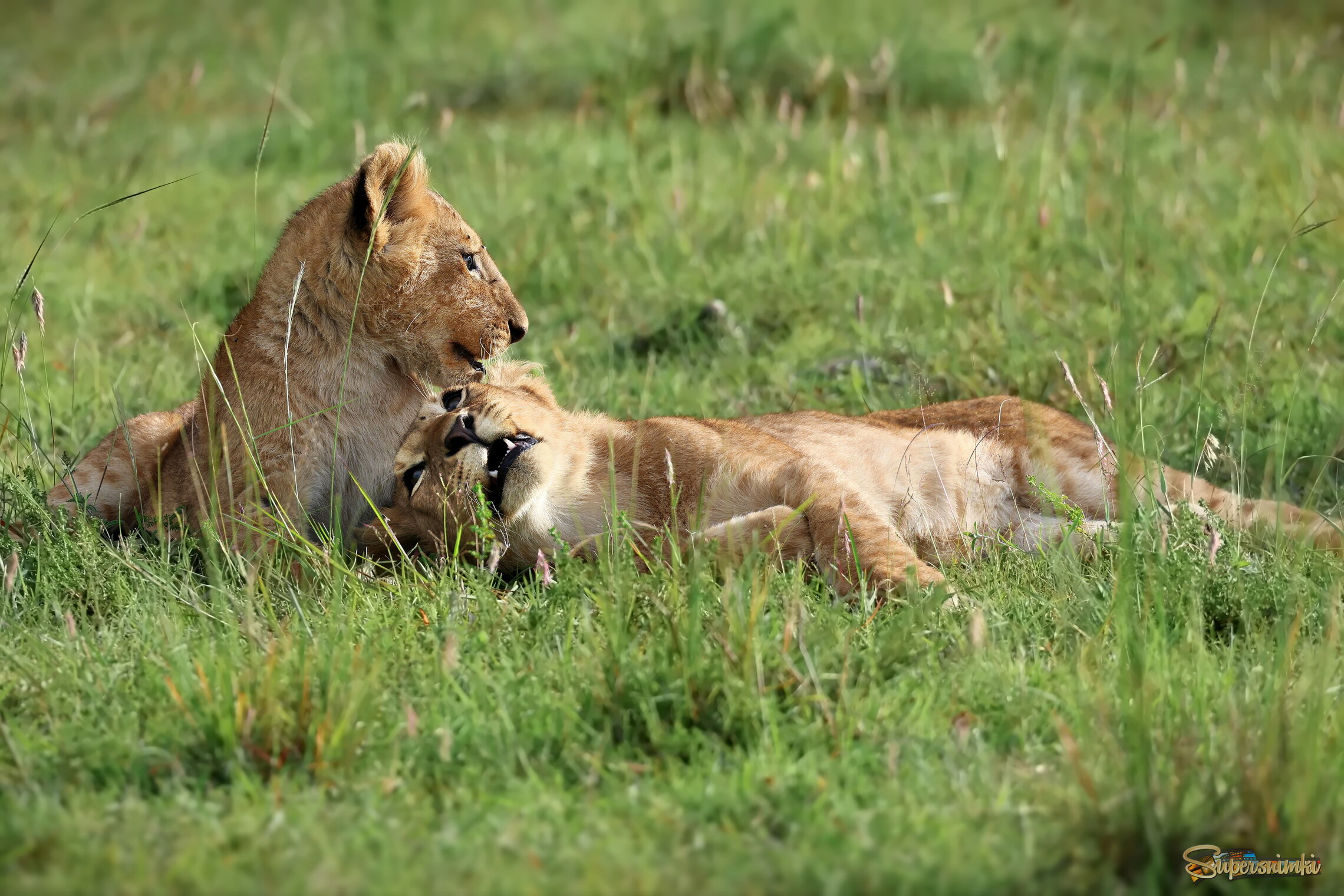 Весь мир - для двоих!