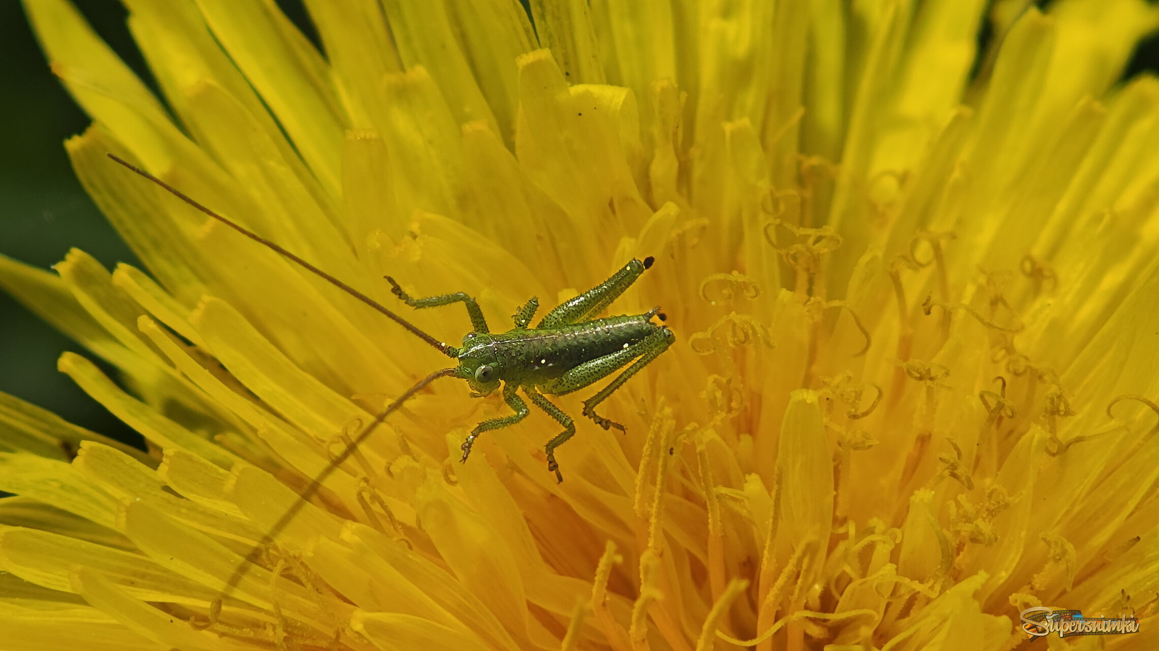 Маленький , примерно 3- 4мм. 