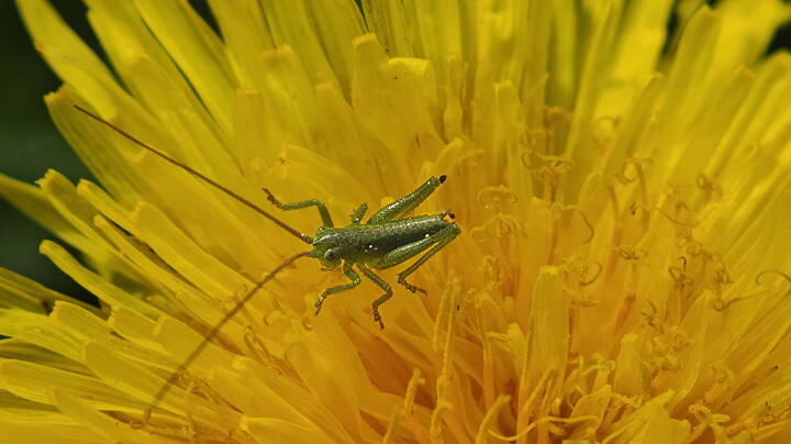 Маленький , примерно 3- 4мм. 