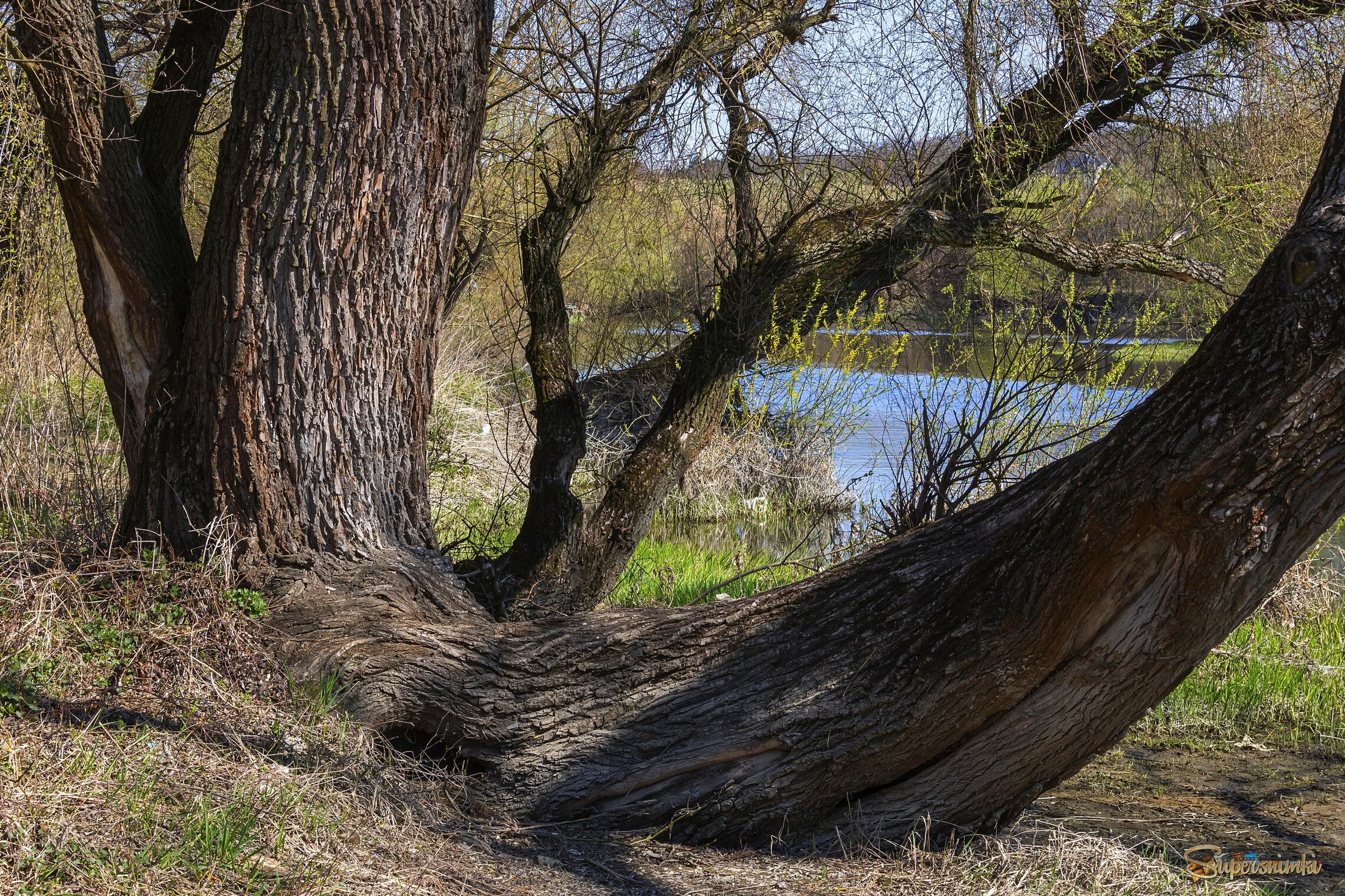 Сиамские близнецы