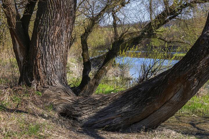 Сиамские близнецы