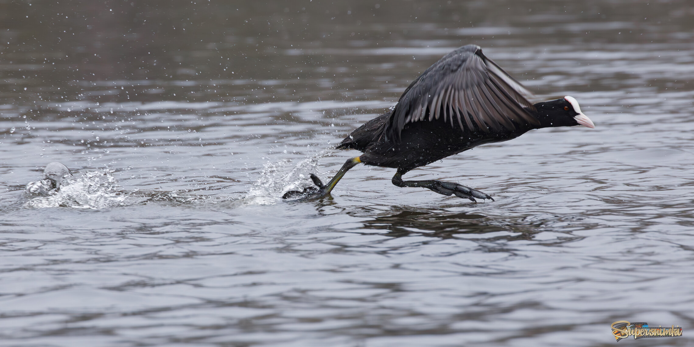 Кто-то летает, а я по воде бегаю!