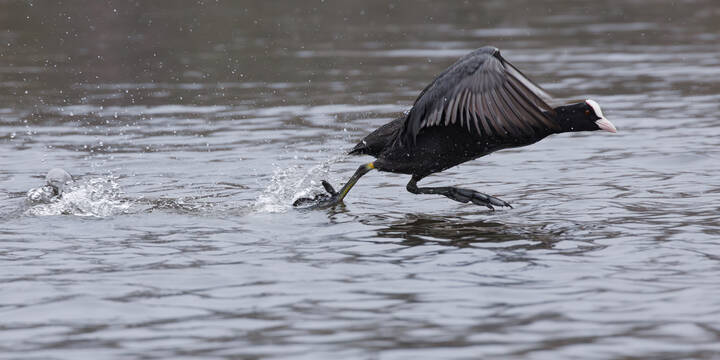 Кто-то летает, а я по воде бегаю!