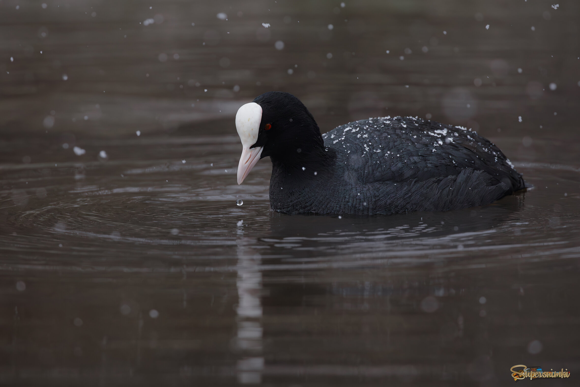 Вы называете ЭТО весной?!