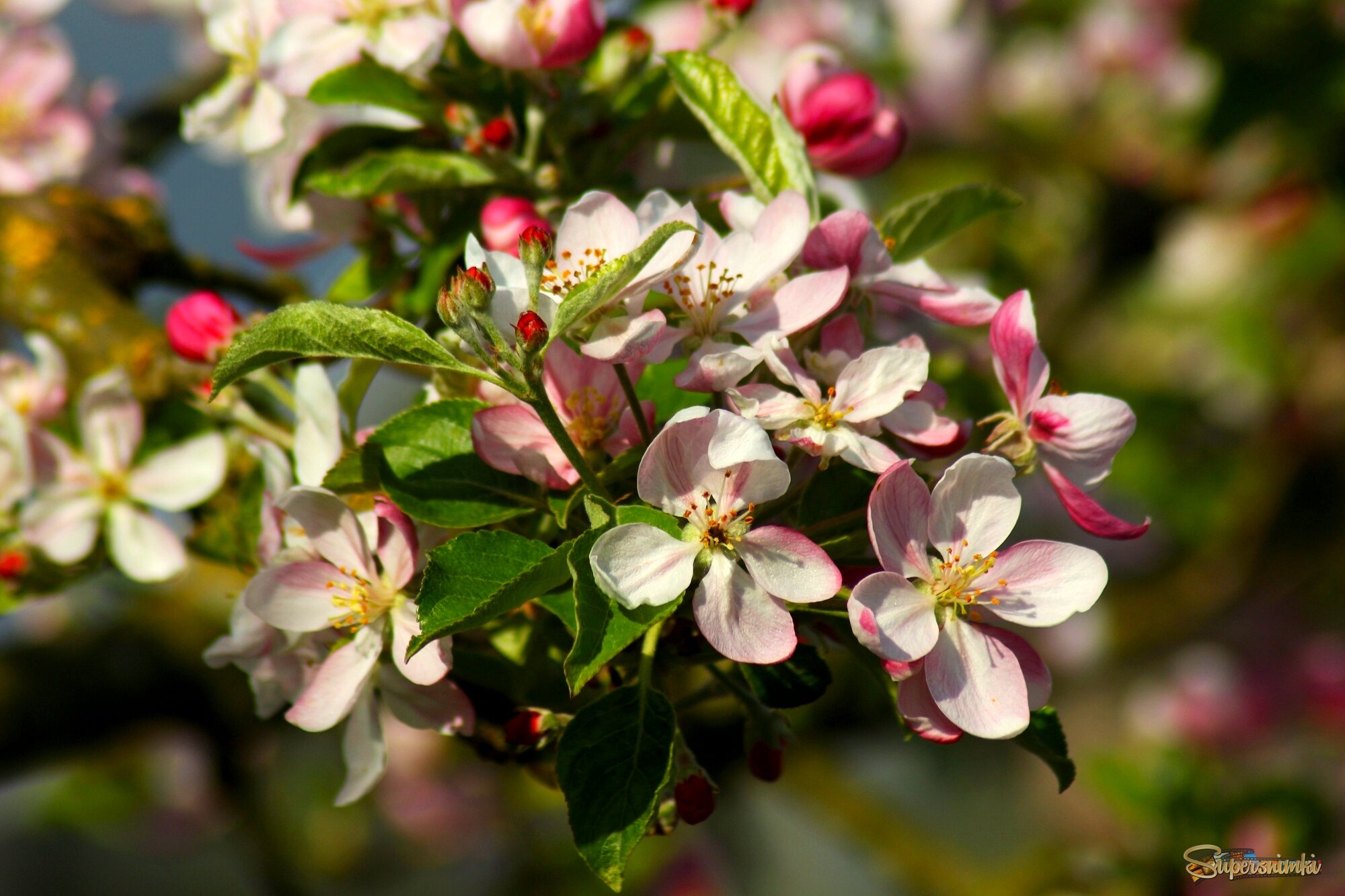 Доброе утро