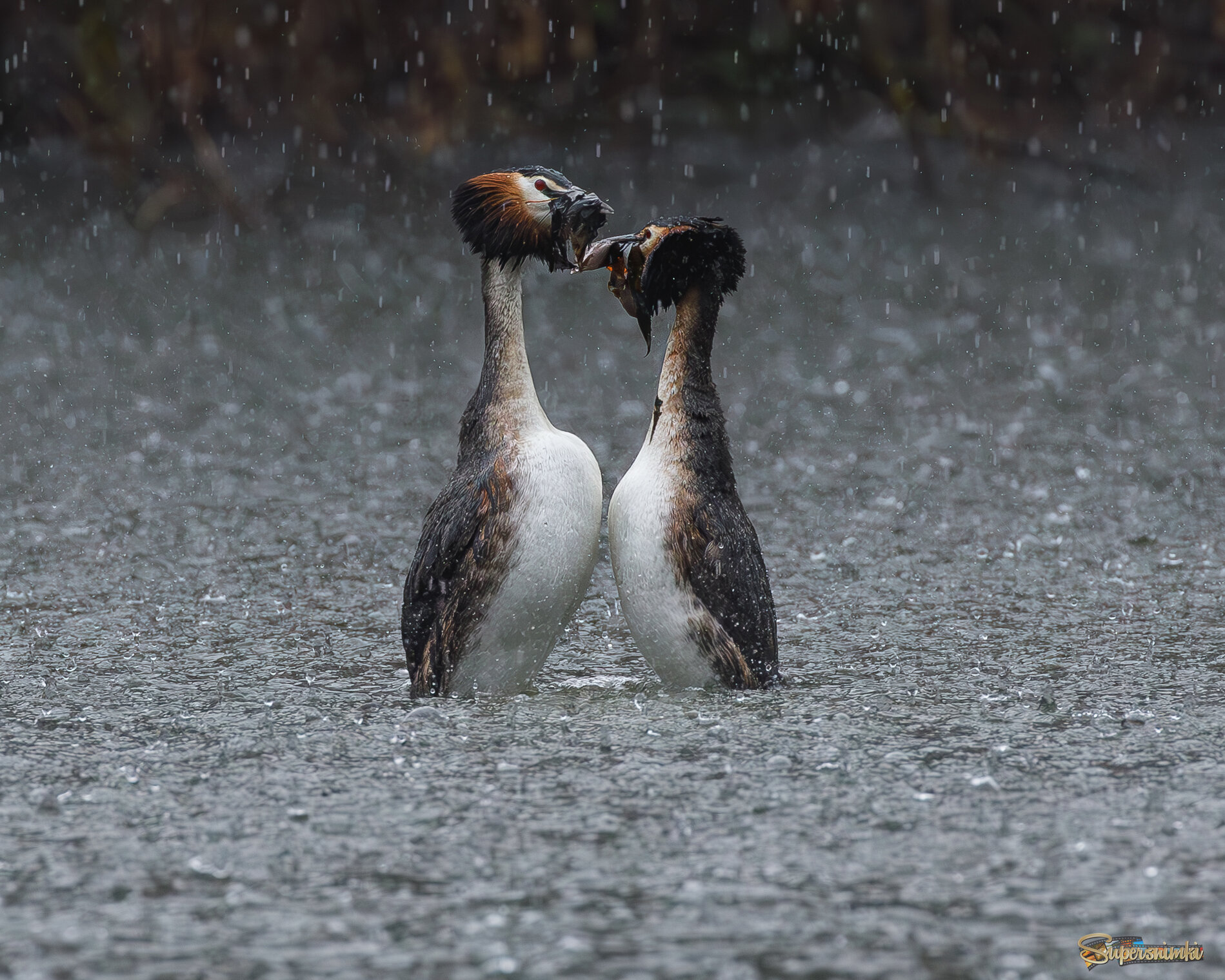 Танец под проливным дождем