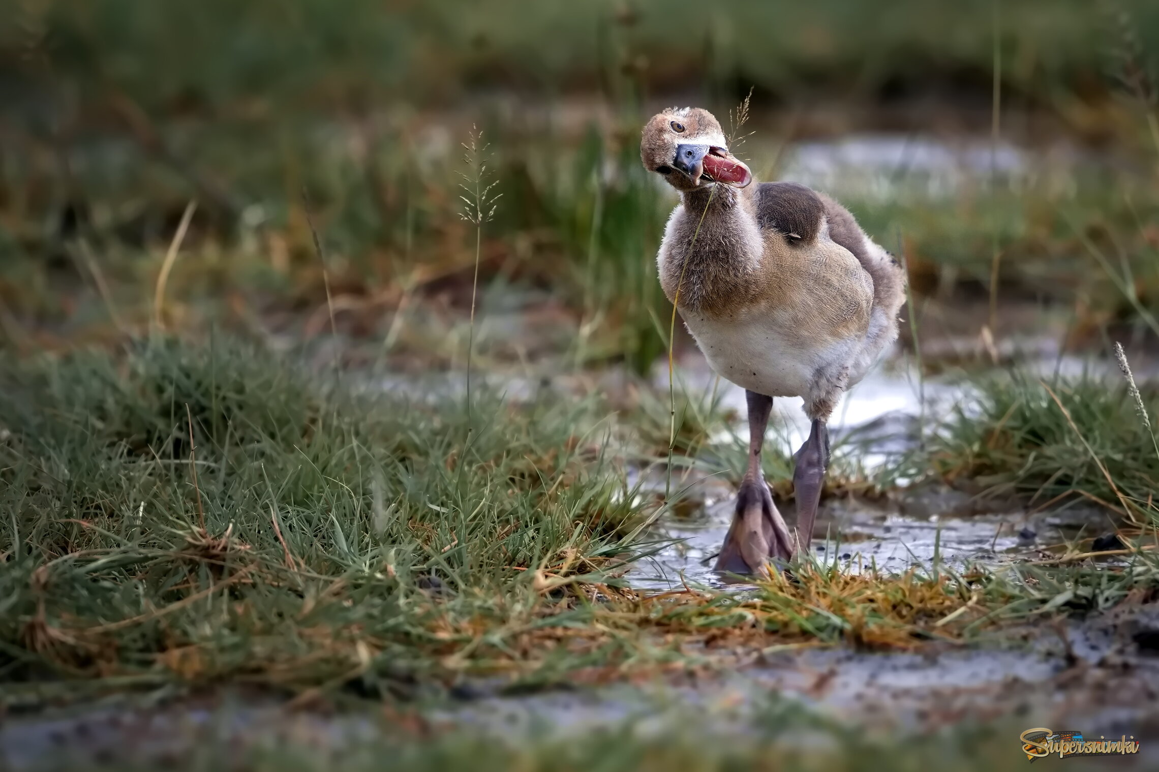 Непокорный стебелёк