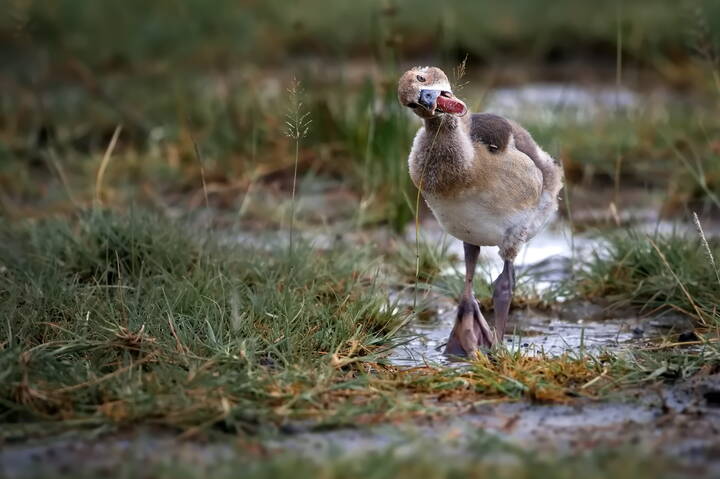 Непокорный стебелёк