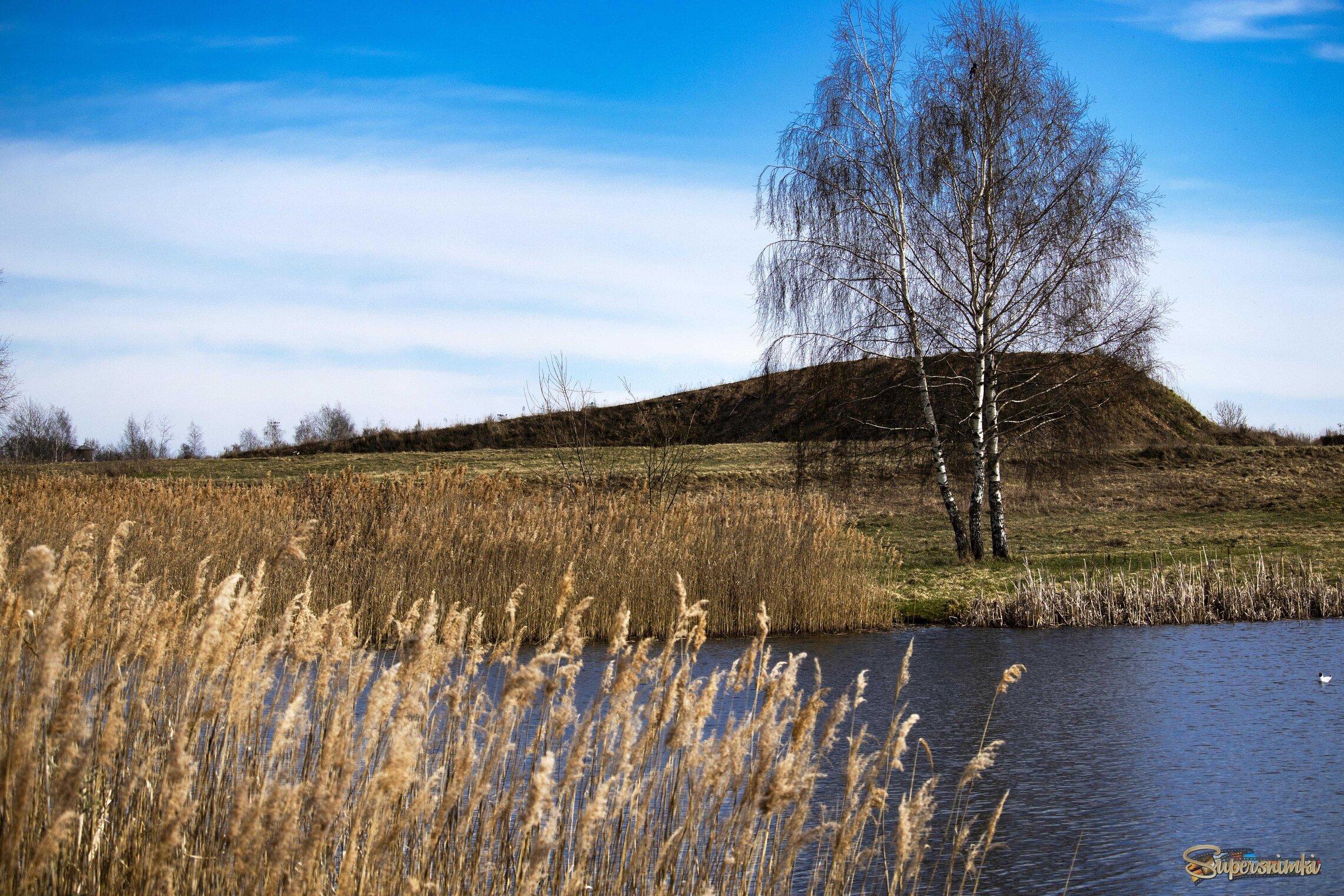 Три березы.