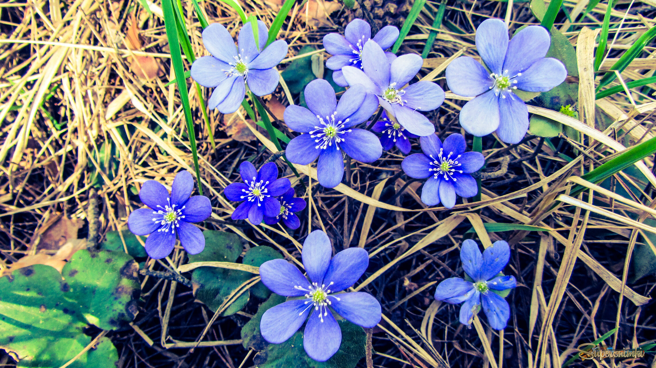 Печеночница