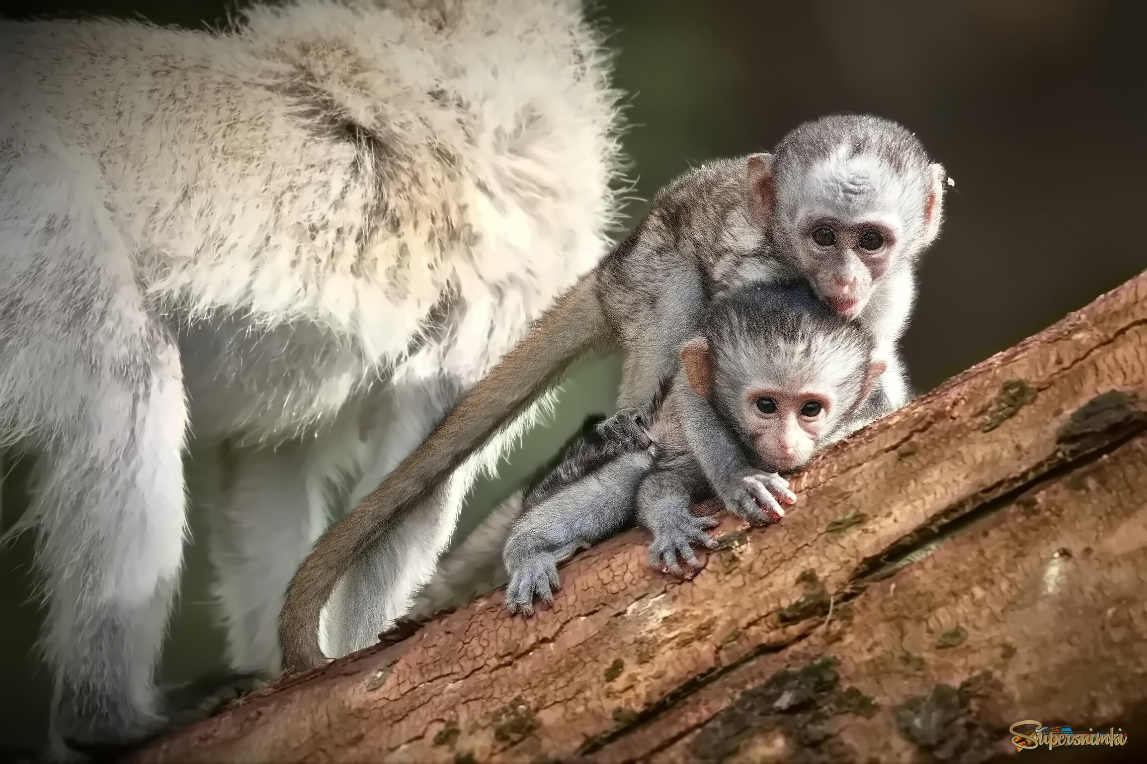 Малышковая мартышечность