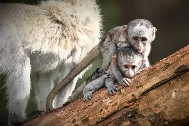Малышковая мартышечность