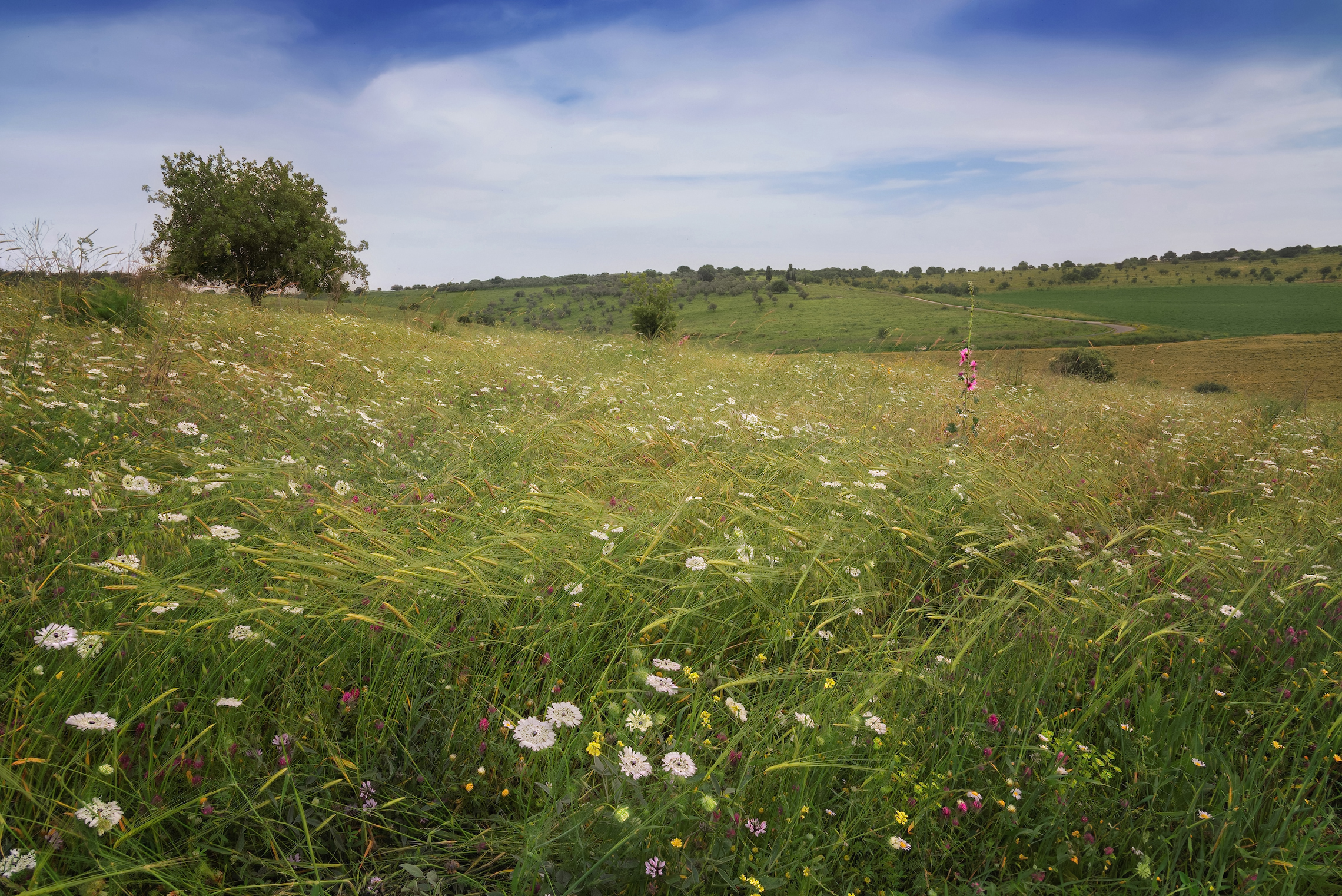 Шелест травы