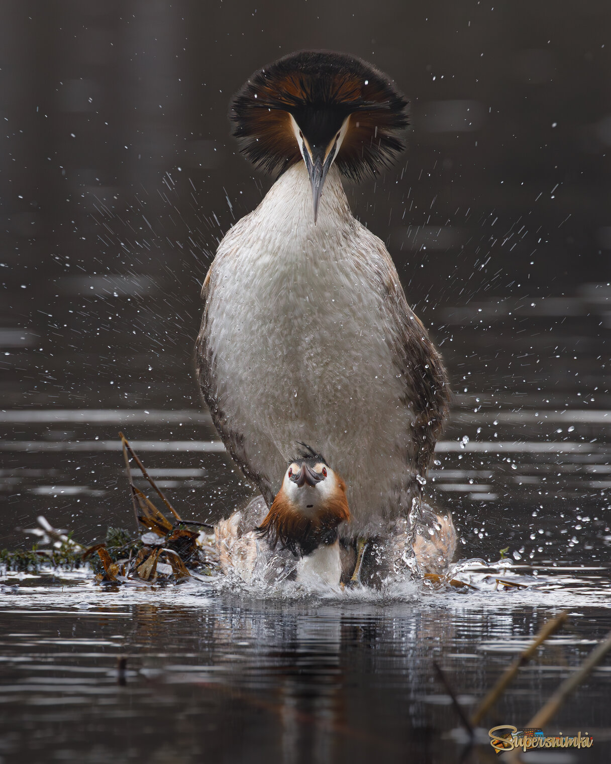 Брызги любви