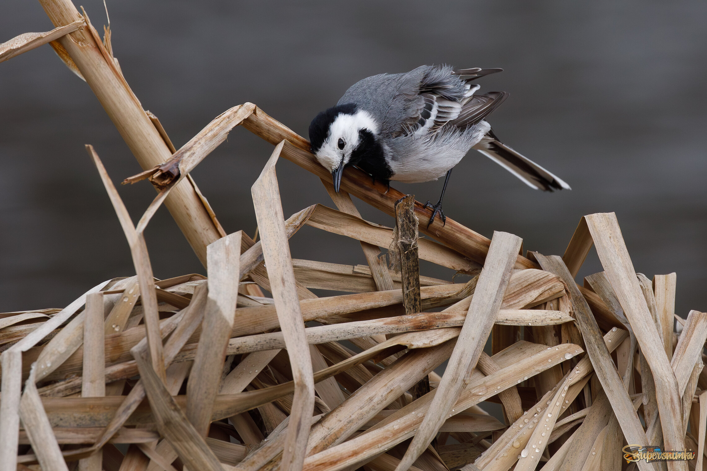 Подсушиться после купания